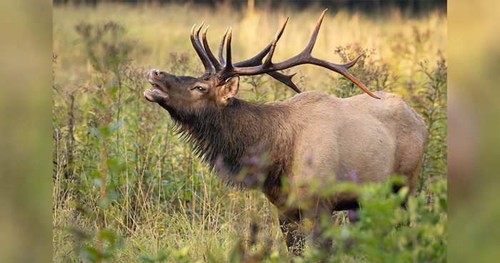 Blog_bull-elk-bugle_mattcuda_Envato Blog_bull-elk-bugle_mattcuda_Envato