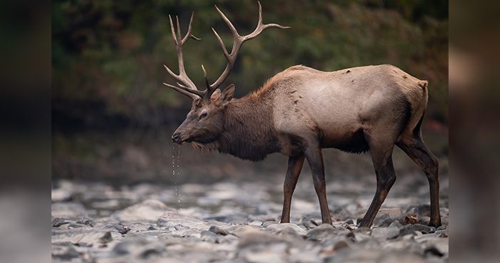 Blog_bull-elk-in-the-grand-tetons-harrycollinsphotography_Envato_2023-11-27-04-52-07-utc