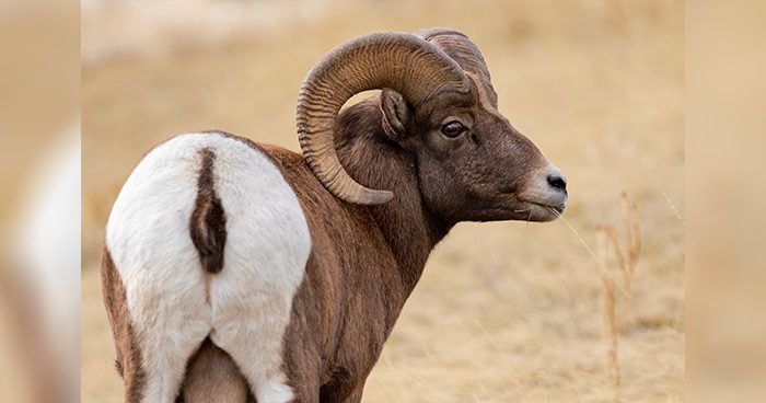 Blog_closeup-of-a-bighorn-sheep-in-a-field-wirestock_envato