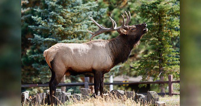 Blog_rocky-mountain-elk-on-a-ranch-on-a-sunny-day_wirestock_Envato
