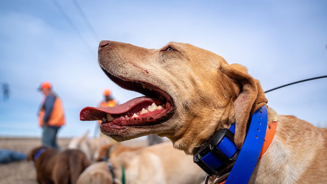 Warm_Weather_Dog_Care_01