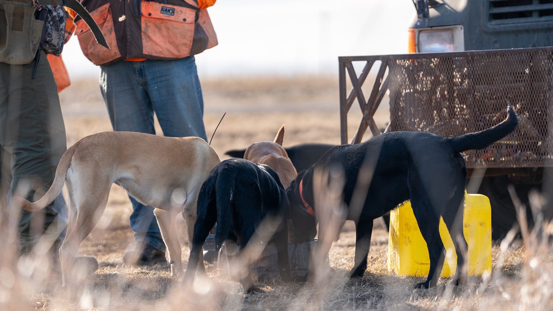 Warm_Weather_Dog_Care_02