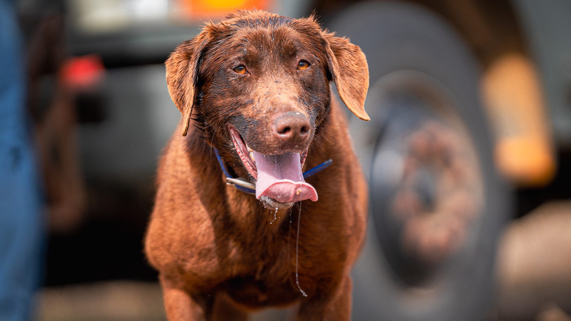 Warm_Weather_Dog_Care_03