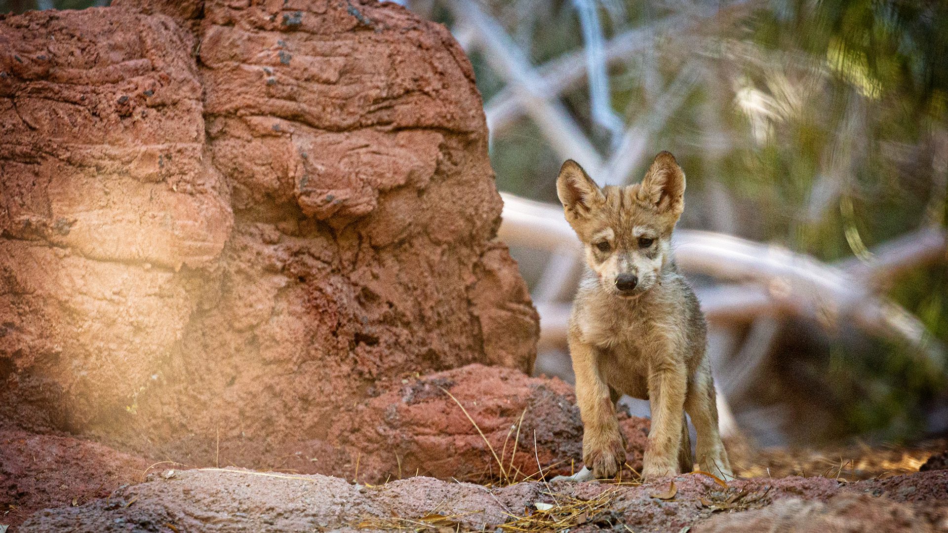 Wolf Pup
