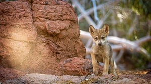Wolf Pup