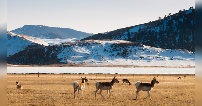 BLOG_antelope-Arina_habich-envato