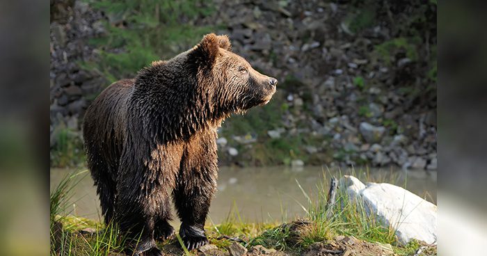 Blog-brown-bear-byrdyak_envato