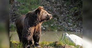 Blog-brown-bear-byrdyak_envato