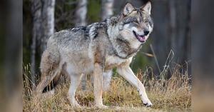 Blog_profile-of-large-male-grey-wolf-walking-on-a-hill-Kjekol_Envato
