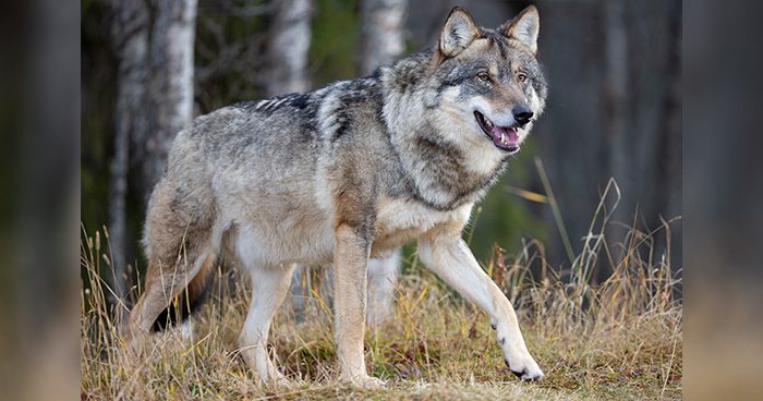 Blog_profile-of-large-male-grey-wolf-walking-on-a-hill-Kjekol_Envato