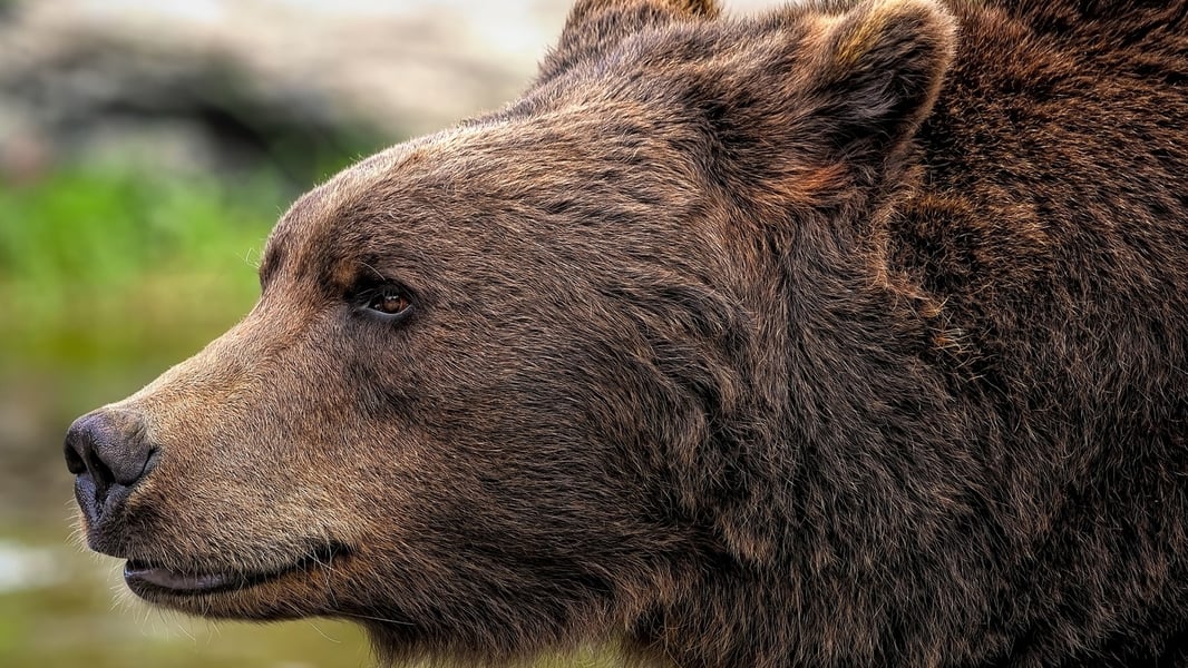 GBEAR