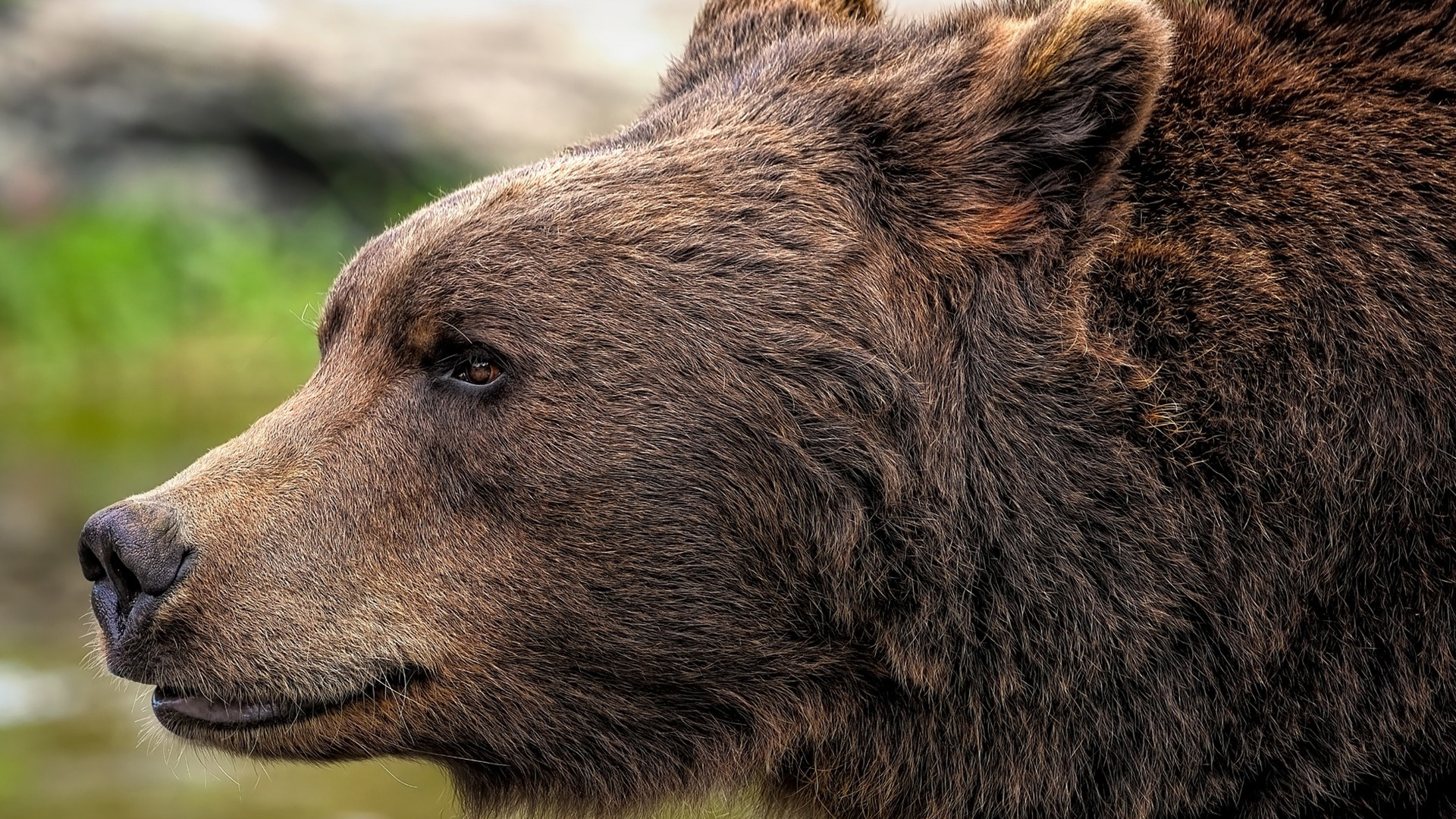 GBEAR