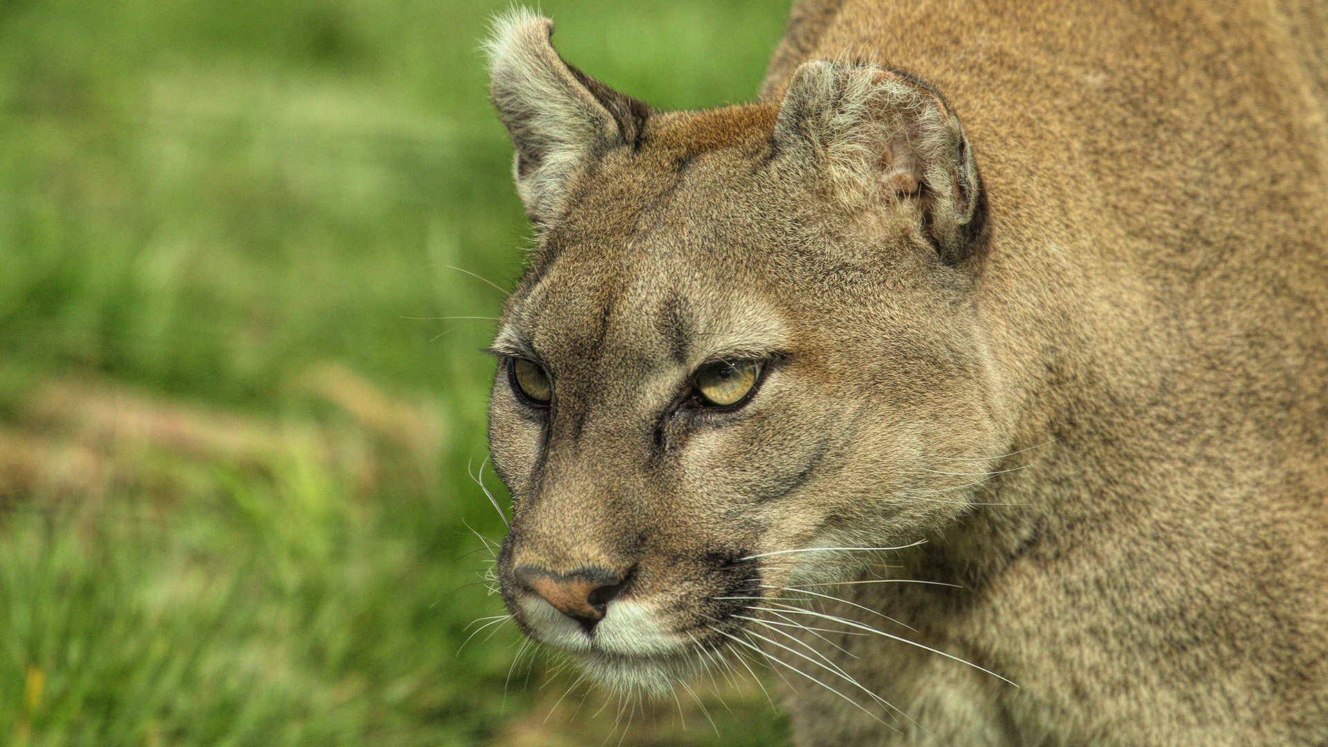 MTNLION