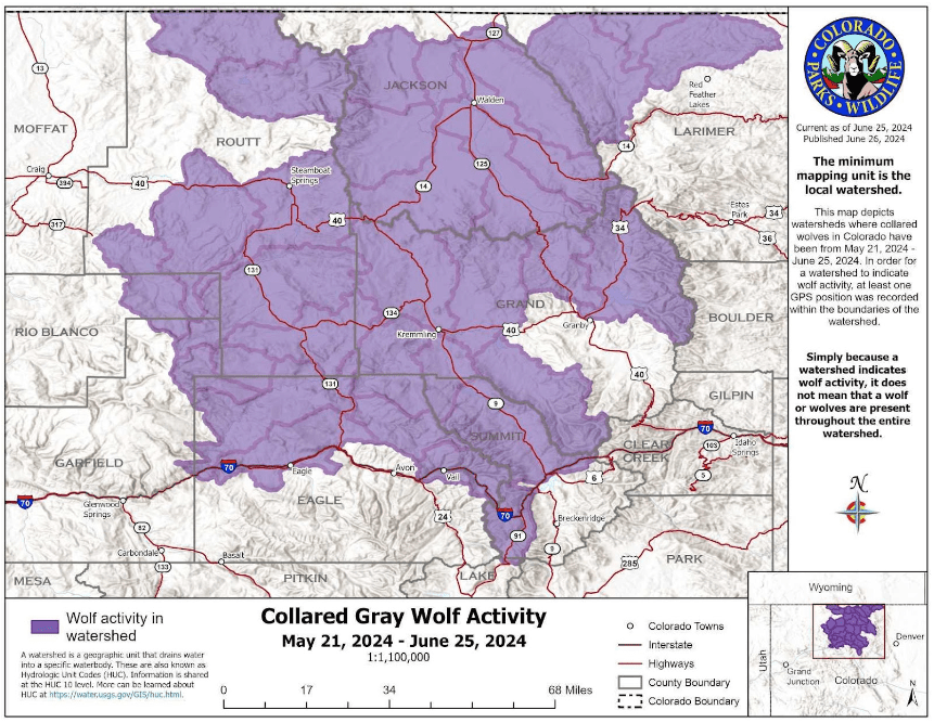 Collared gray wolf activity recorded by CPW from May 21 – June 25, 2024