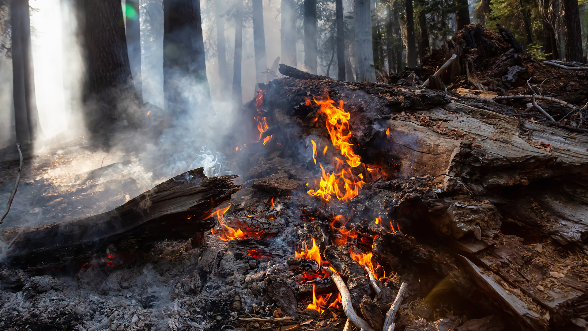 Wildfire
