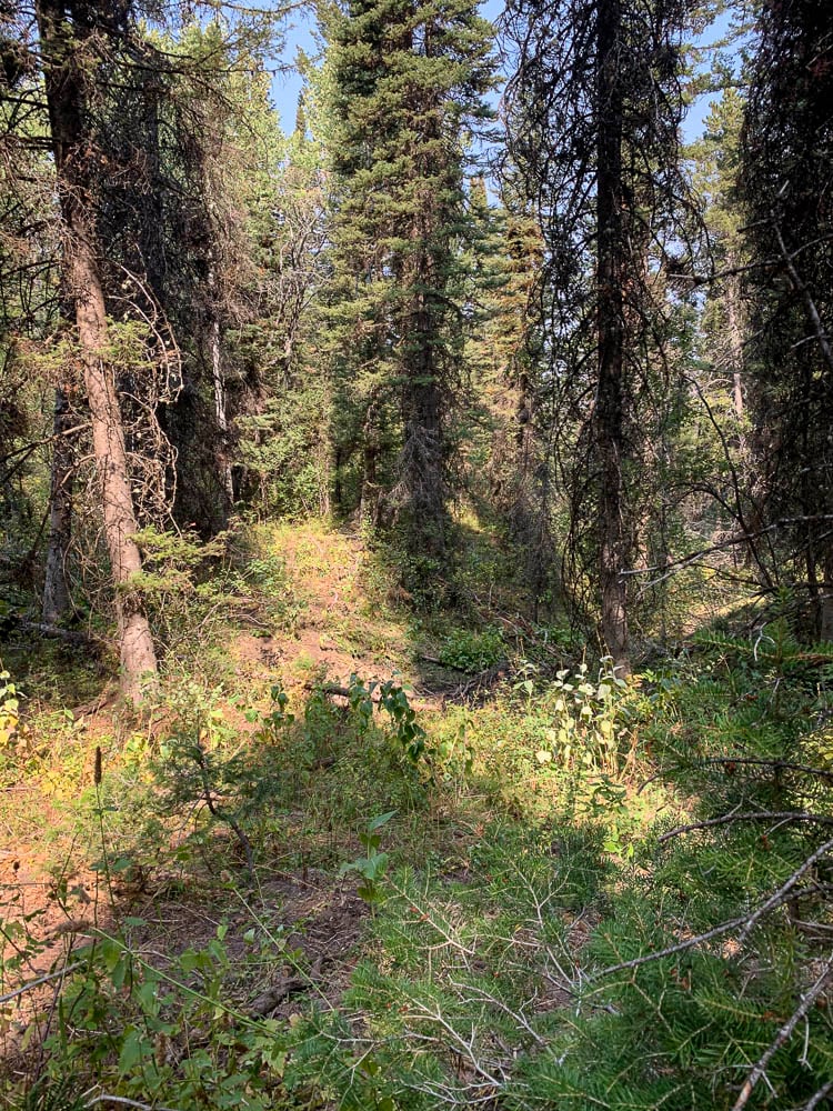 081224_Grant Williamson-ELK-ID-DIY-PL_081224_Grant Williamson-ELK-ID-DIY-PL_IMG_2879_Edits