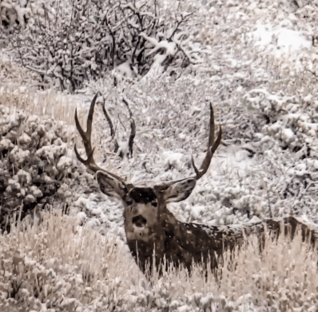 093124_Jack Richens-MD-CO-DIY-PL_deer 3