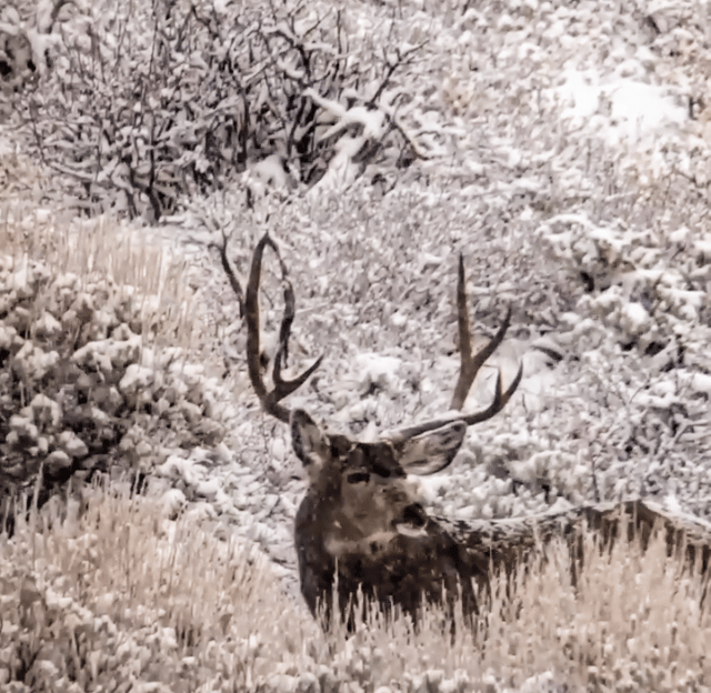 093124_Jack Richens-MD-CO-DIY-PL_deer 5
