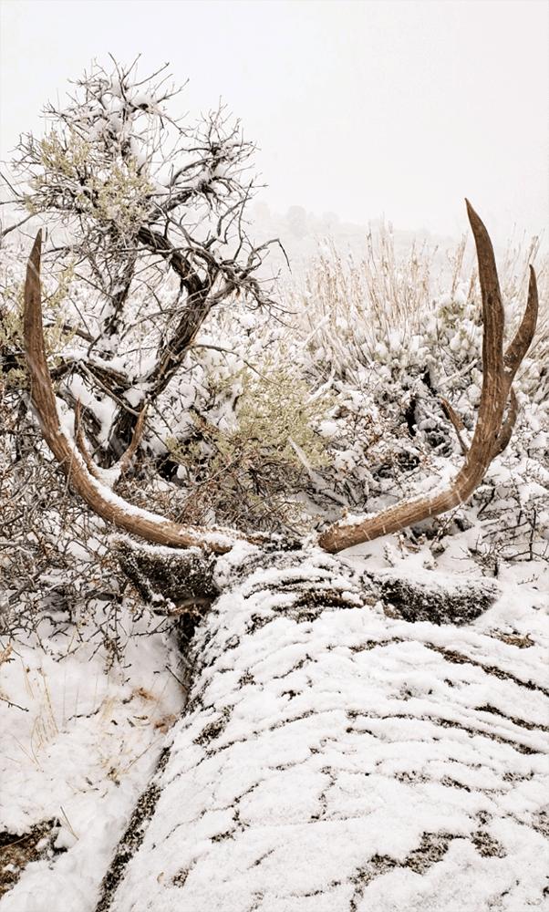 093124_Jack Richens-MD-CO-DIY-PL_deer 9