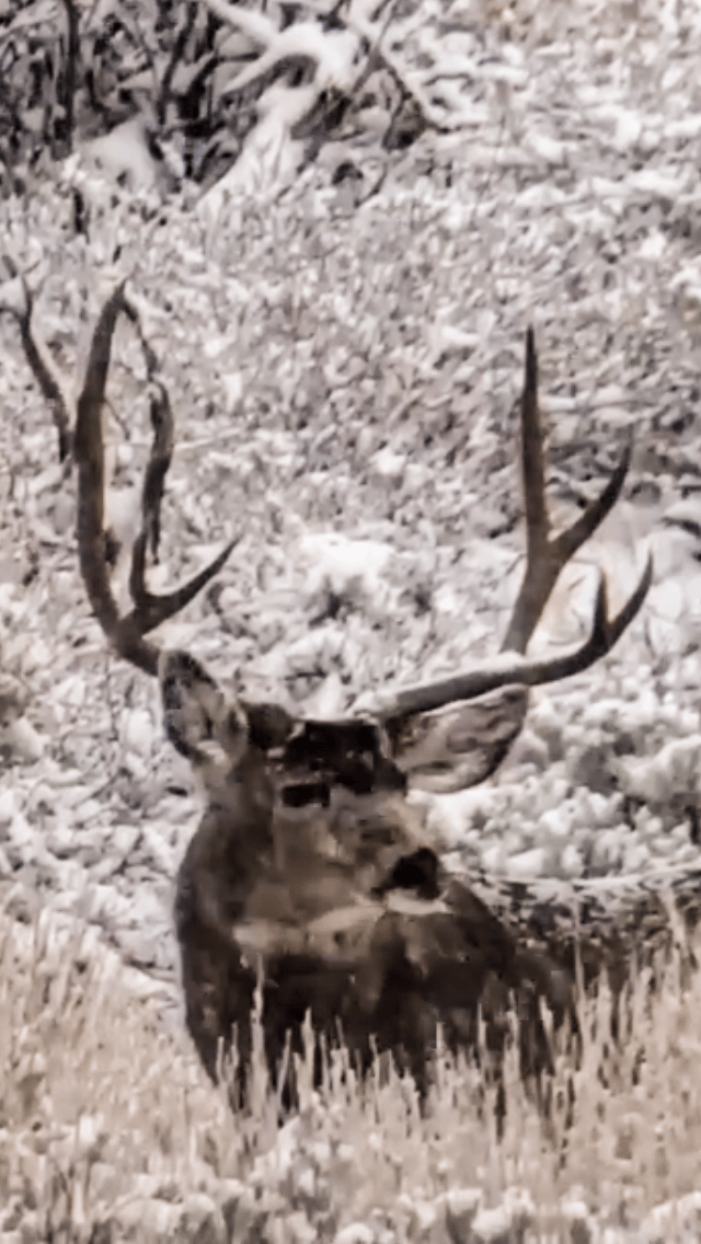 093124_Jack Richens-MD-CO-DIY-PL_deer4