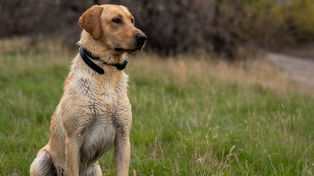 Wingbeats_Dog_Training_01