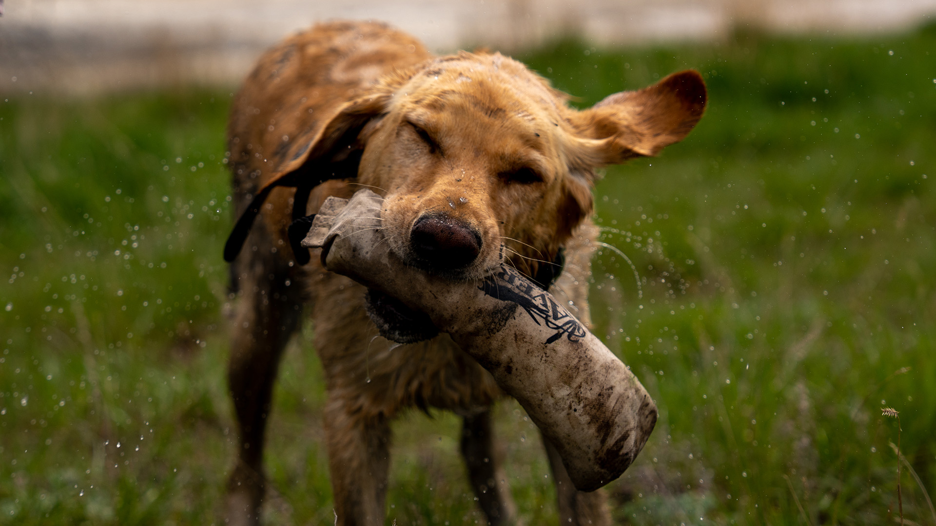 Wingbeats_Dog_Training_03