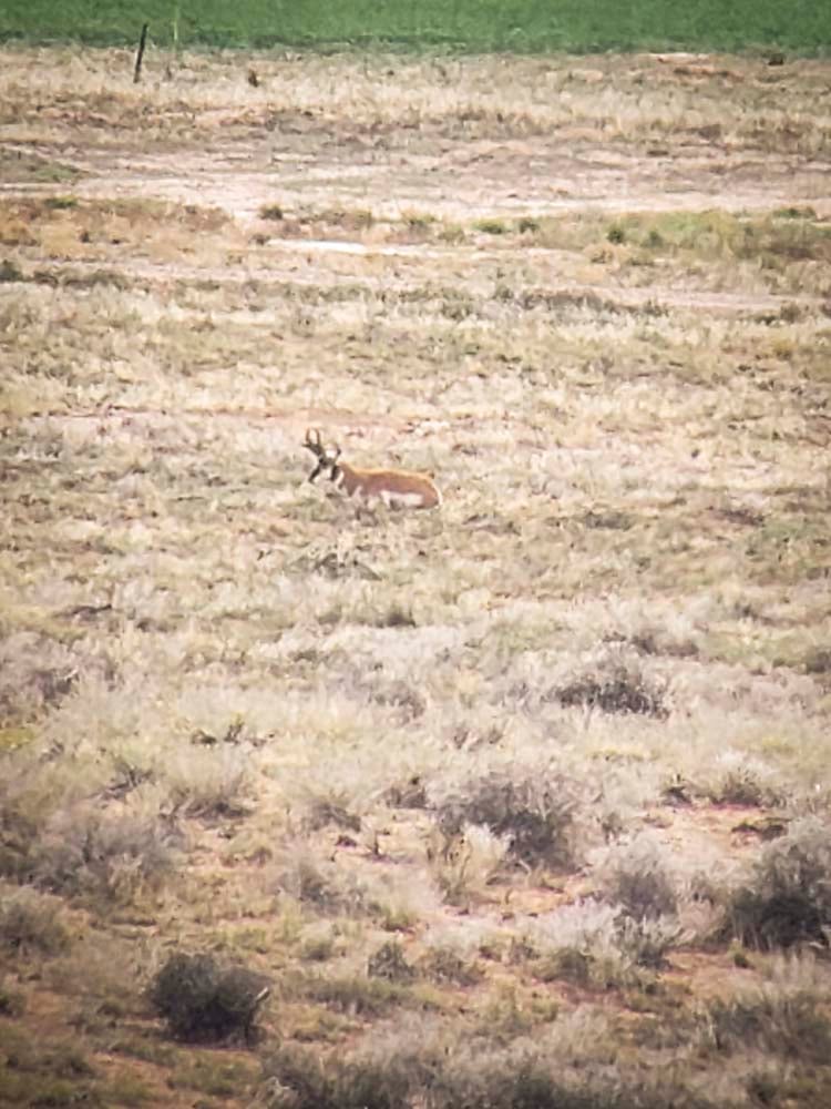 120324_Brent Creer-ANT-UT-DIY-PL_Spotter buck