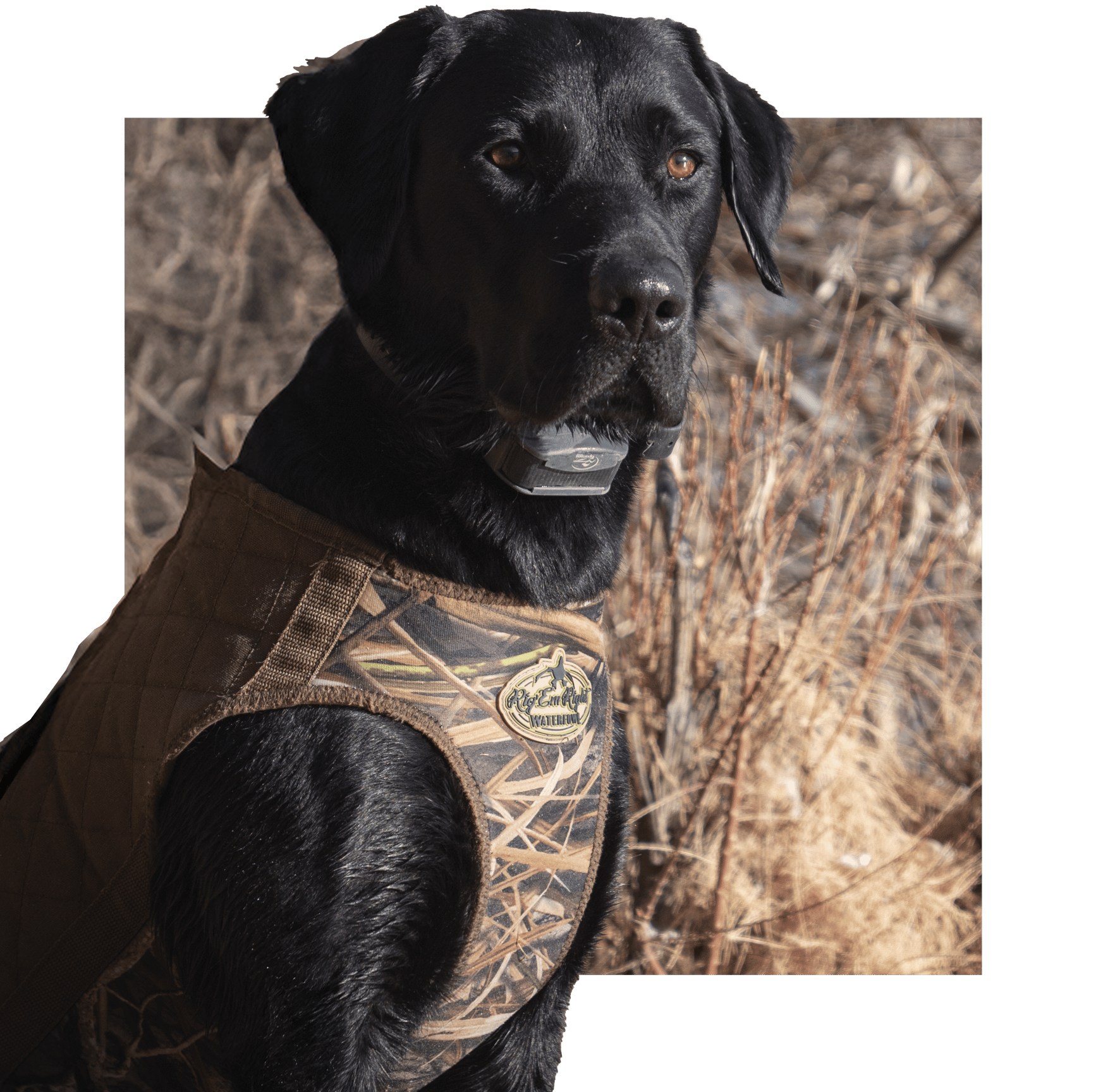 Profile Pic_Hondo