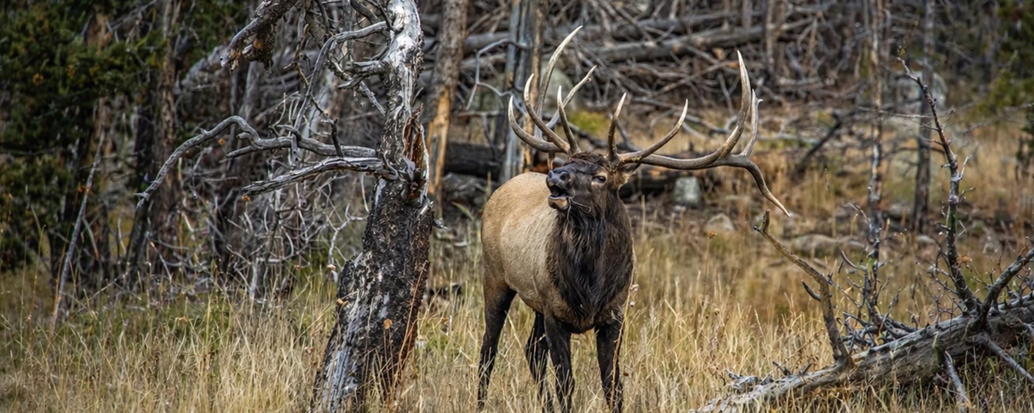 Eastmans-Elk-Collective-Virtual-Online-Hunting-Course-Header