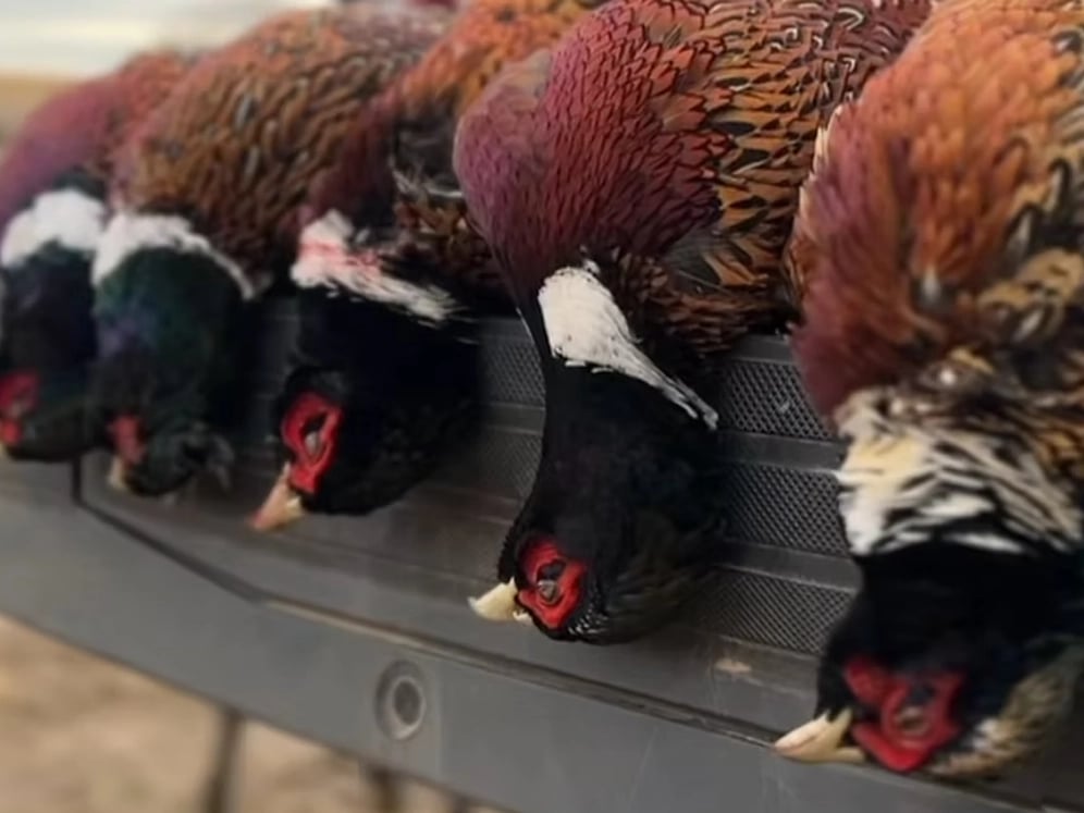 Eastmans-The-Draw-Colorado-Guided-Pheasant-Hunts