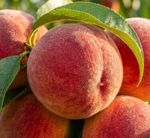 peach8 프로필 이미지