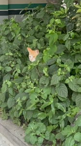 꼬마곰 프로필 이미지