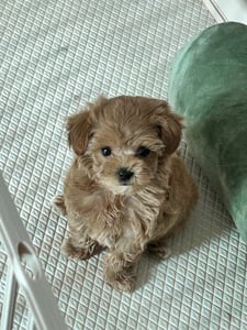 빵지 프로필 이미지