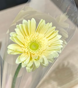 Arabella 프로필 이미지
