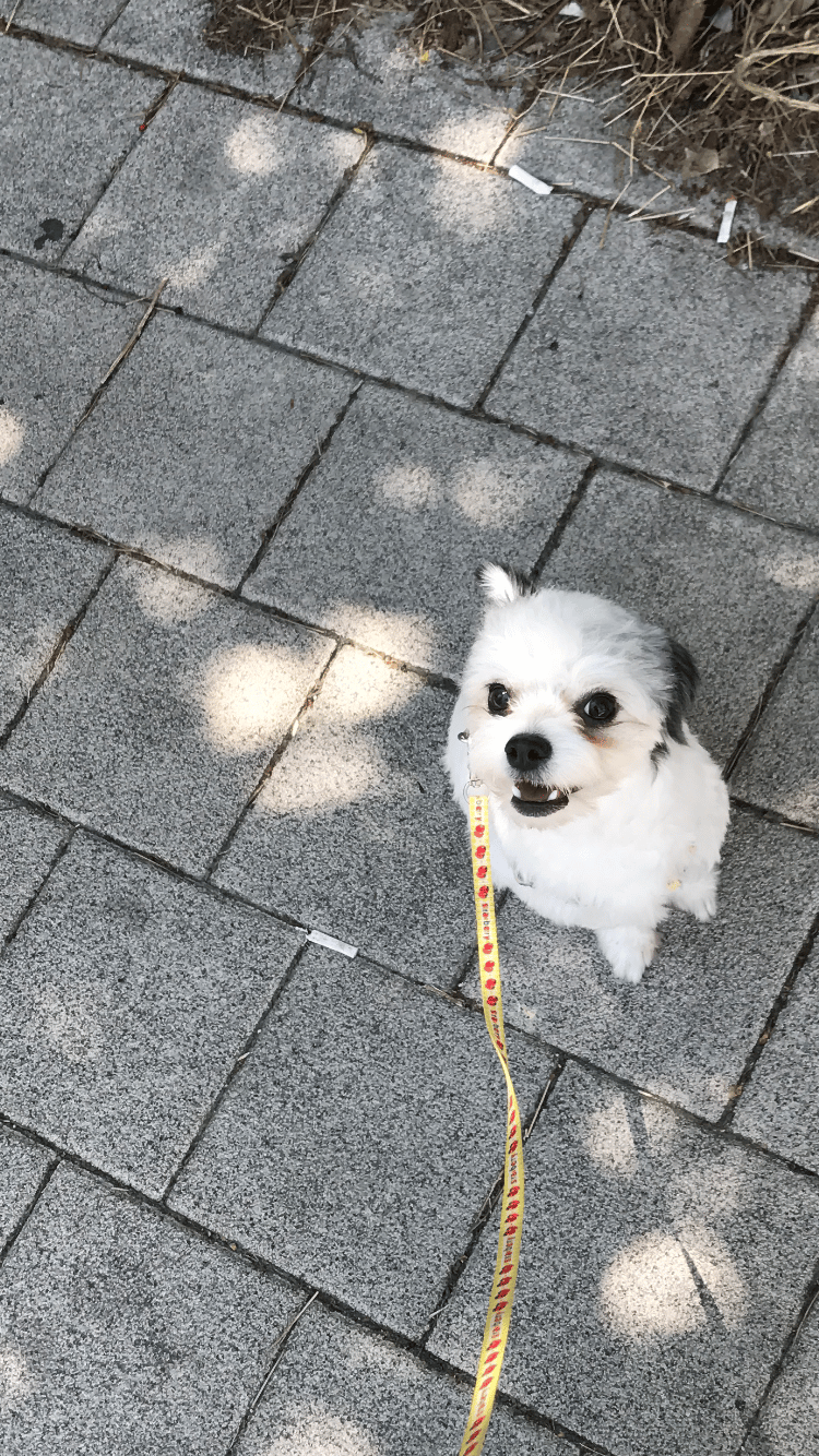 레오누나