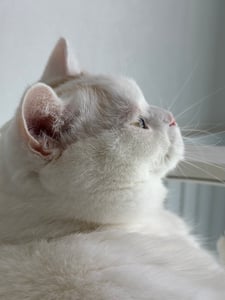 Borii 프로필 이미지