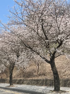 하이잉 프로필 이미지