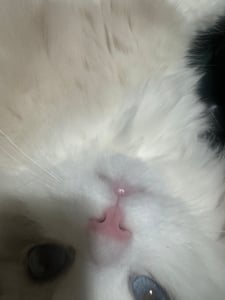 유키쿠시 프로필 이미지