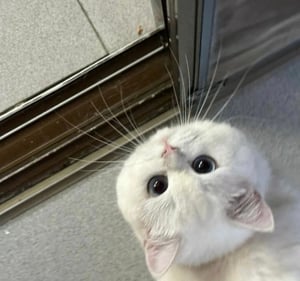 냥님 프로필 이미지