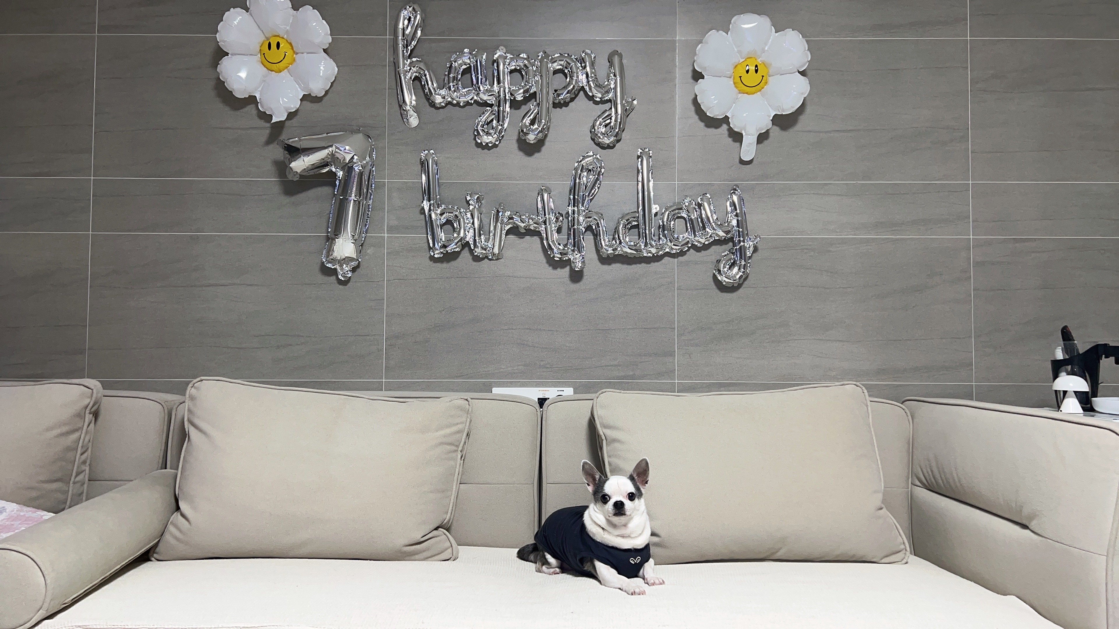 사지말고입양하세요