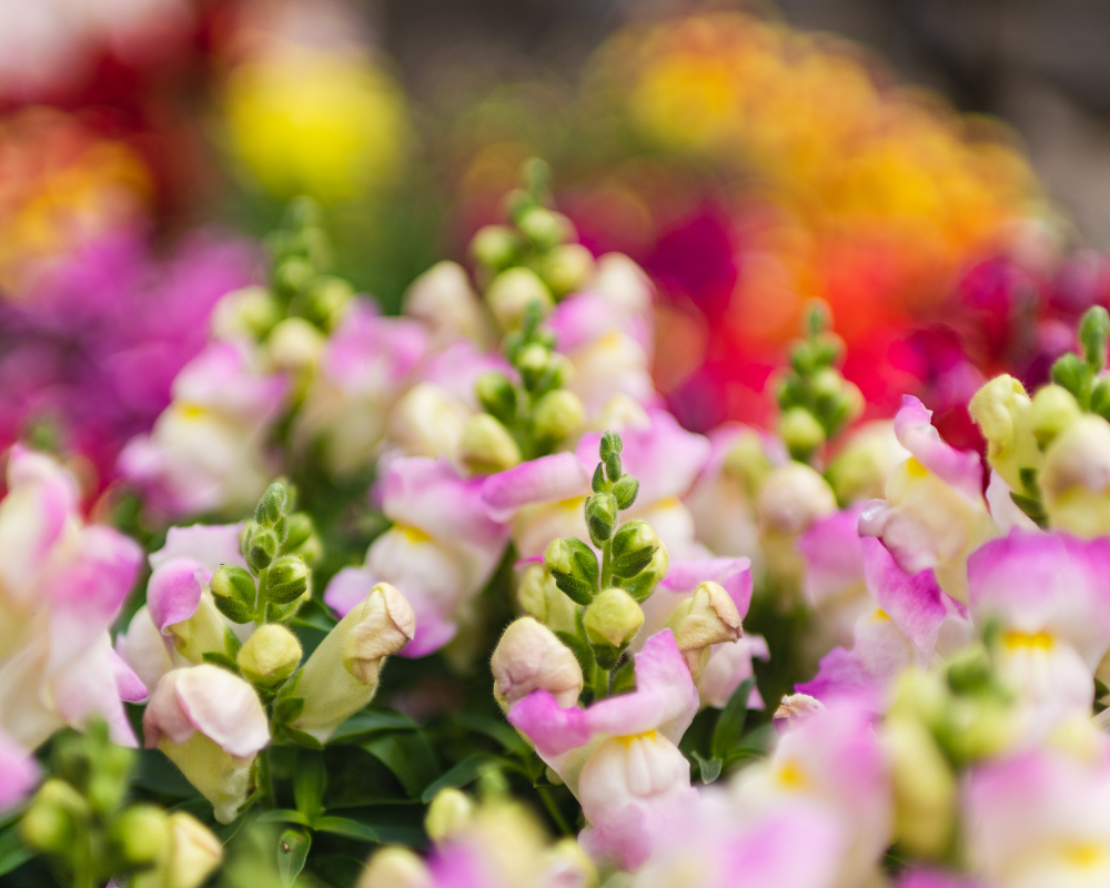 Conoce los grandes festivales de plantas del estado de Washington que traen una delicia botánica