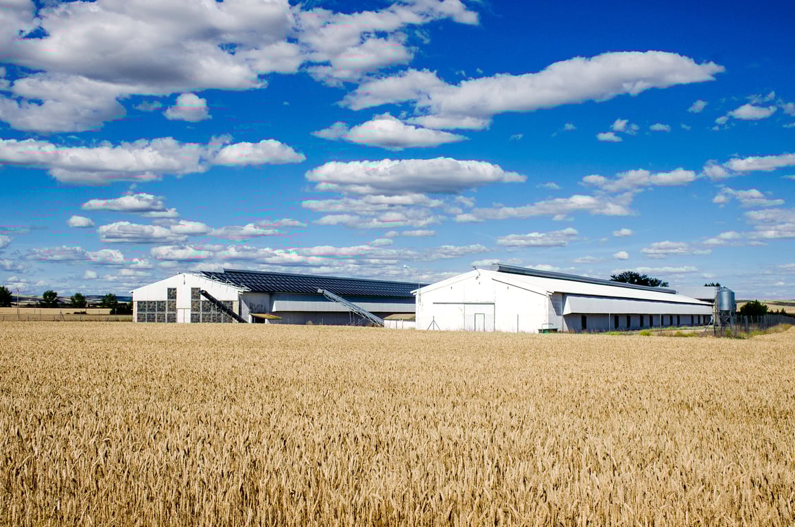 Naves avícolas en un entorno rural español
