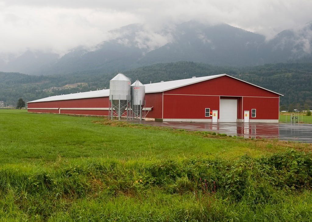 España ordena confinar aves de corral desde el 10 de noviembre por gripe aviar