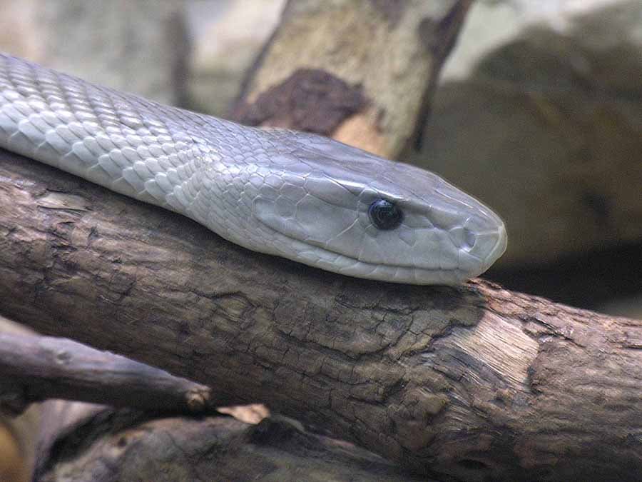 Primer plano de una mamba negra utilizada como ejemplo de especie objetivo