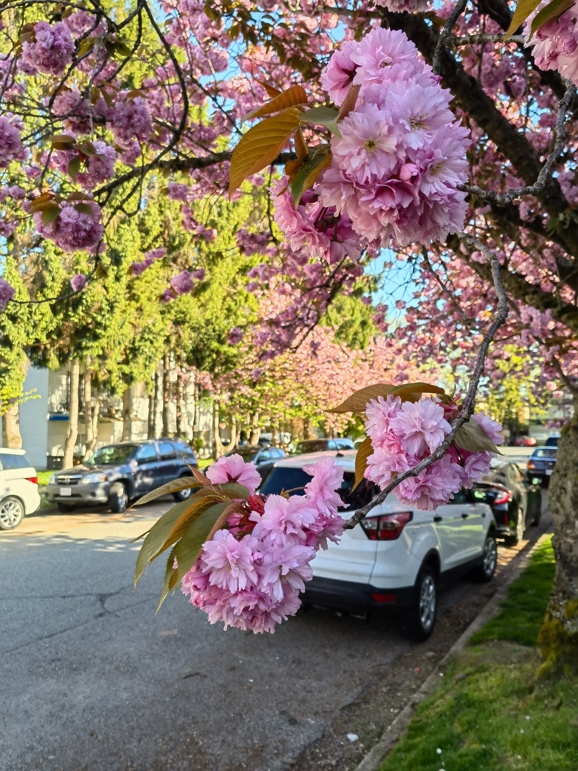Vancouver South
