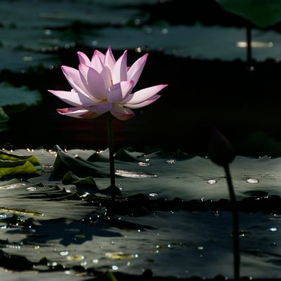 凉苏薄荷的最爱