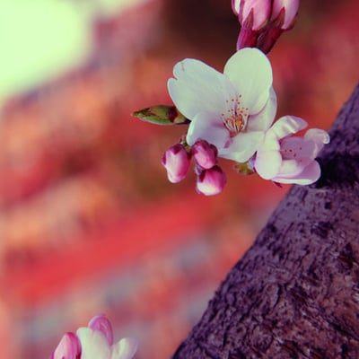 十八丫头的最爱