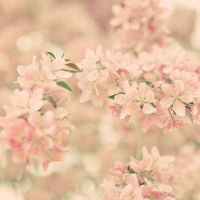 清扬婉兮的最爱