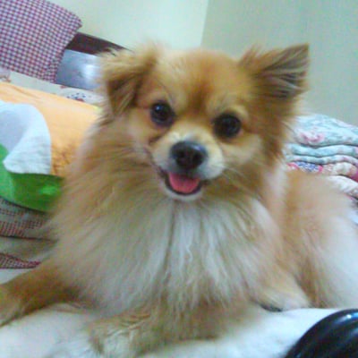 元旦爱米奇的最爱