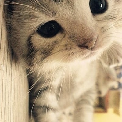 木棉布熊的最爱